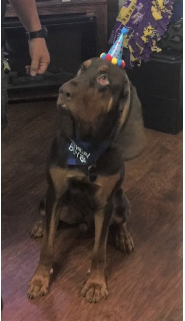 K9 Dog finds abducted 6-year-old girl by tracking scent - picture 3