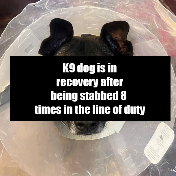 K9 dog is in recovery after being stabbed 8 times in the line of duty