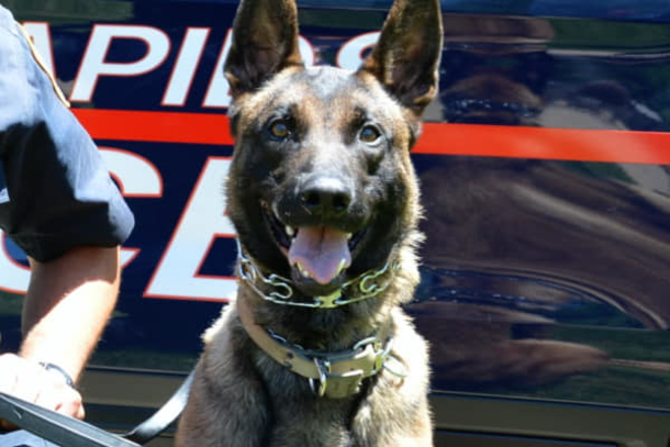 K9 dog is in recovery after being stabbed 8 times in the line of duty - picture 2