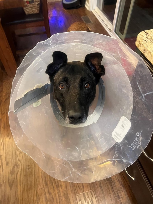 K9 dog is in recovery after being stabbed 8 times in the line of duty - picture 3