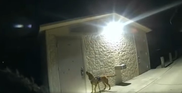 K9 Locates Missing 11-Year-Old Girl in Park Restroom - picture 2