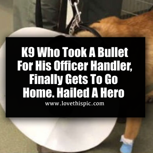 K9 Who Took A Bullet For His Officer Handler, Finally Gets To Go Home. Hailed A Hero