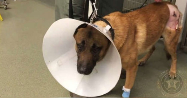 K9 Who Took A Bullet For His Officer Handler, Finally Gets To Go Home. Hailed A Hero - picture 2