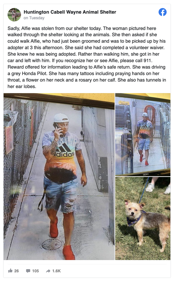 Karma: She steals dog who was about to be adopted from shelter and is caught — charged with animal cruelty - picture 2