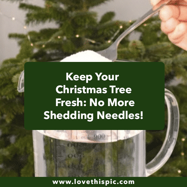 Keep Your Christmas Tree Fresh: No More Shedding Needles!