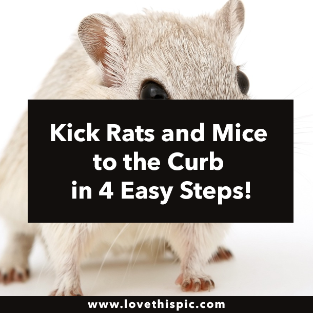 Kick Rats and Mice to the Curb in 4 Easy Steps!
