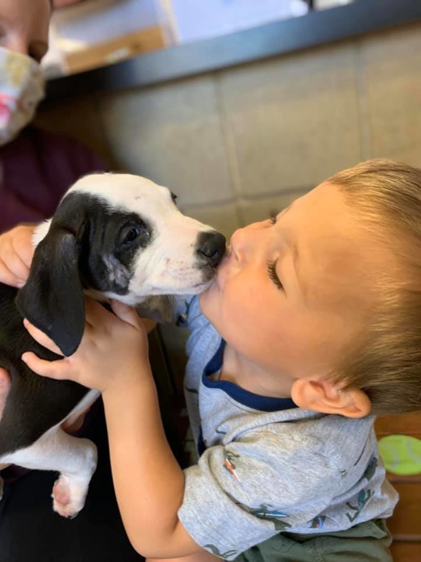 Kid with cleft lip adopts a rescue puppy with the same condition - picture 3
