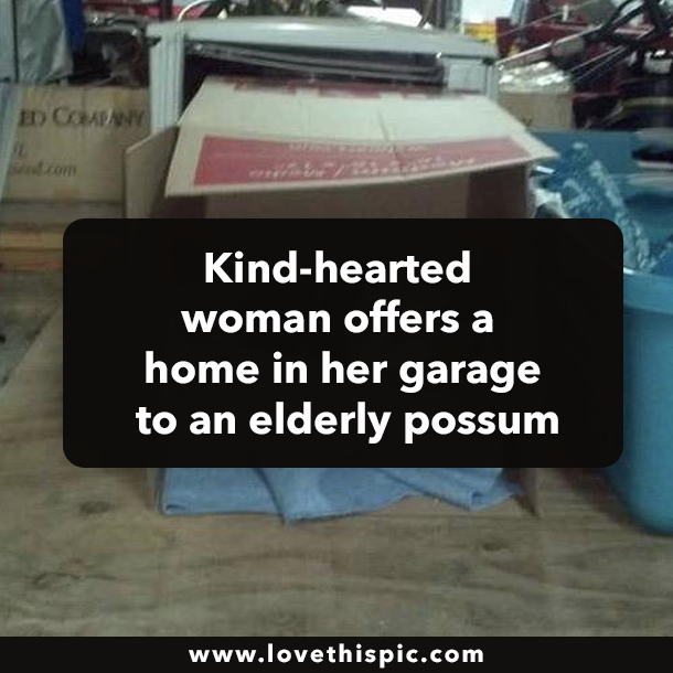 Kind-hearted woman offers a home in her garage to an elderly possum