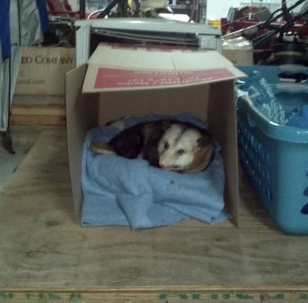 Kind-hearted woman offers a home in her garage to an elderly possum - picture 2