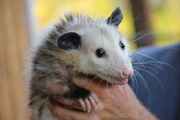 Kind-hearted woman offers a home in her garage to an elderly possum - picture 3