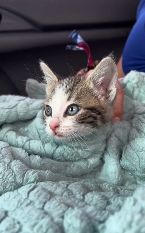 Kitten Stumbles Into Indy 500 And Gets A New Home With These Wonderful Sisters - picture 3