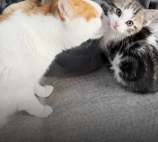 Kitten Stumbles Into Indy 500 And Gets A New Home With These Wonderful Sisters - picture 4