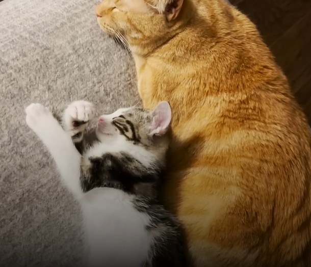 Kitten Stumbles Into Indy 500 And Gets A New Home With These Wonderful Sisters - picture 5