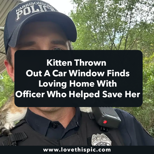 Kitten Thrown Out A Car Window Finds Loving Home With Officer Who Helped Save Her