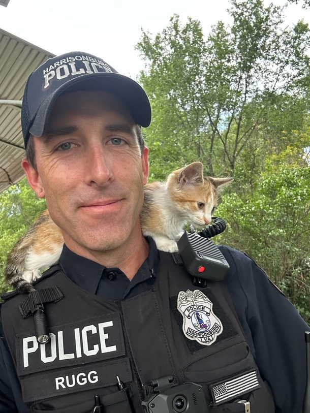 Kitten Thrown Out A Car Window Finds Loving Home With Officer Who Helped Save Her - picture 2