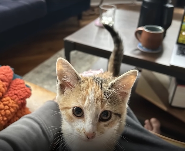 Kitten Thrown Out A Car Window Finds Loving Home With Officer Who Helped Save Her - picture 5