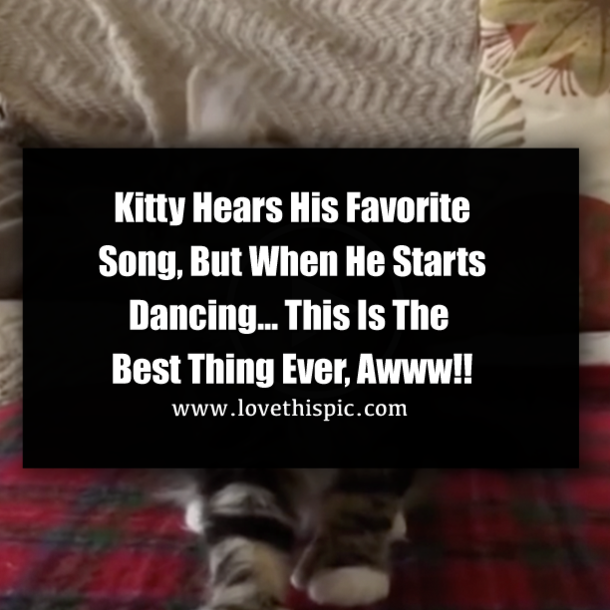 Kitty Hears His Favorite Song, But When He Starts Dancing… This Is The Best Thing Ever, Awww!!