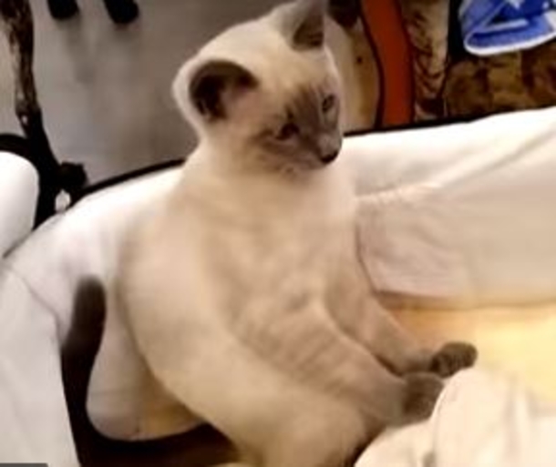 Kitty Tries To Relax Baby After He Becomes Fussy; The Result Is Adorable - picture 3