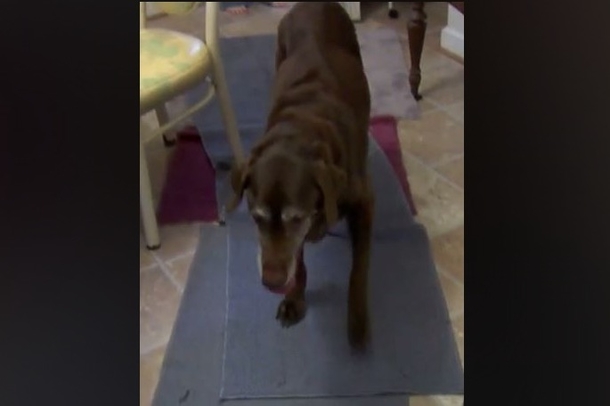 Lady Installs Security Cam For Dog, Sick When She Sees What Else It Caught - picture 2