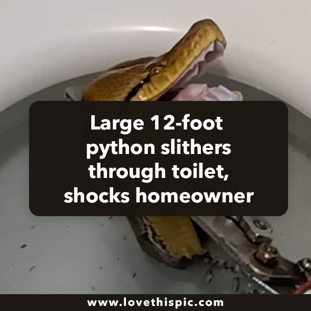 Large 12-foot python slithers through toilet, shocks homeowner