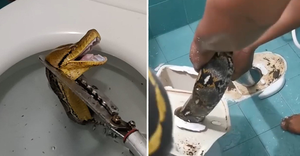 Large 12-foot python slithers through toilet, shocks homeowner - picture 2