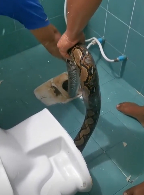 Large 12-foot python slithers through toilet, shocks homeowner - picture 3