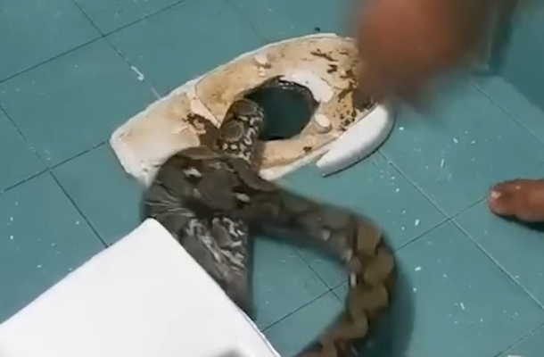 Large 12-foot python slithers through toilet, shocks homeowner - picture 4