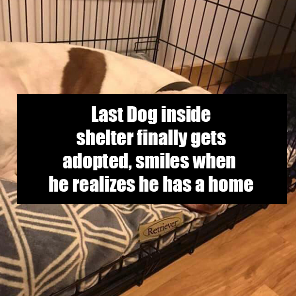 Last Dog inside shelter finally gets adopted, smiles when he realizes he has a home