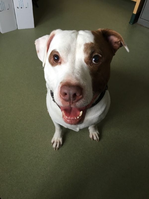 Last Dog inside shelter finally gets adopted, smiles when he realizes he has a home - picture 2