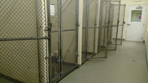 Last Dog inside shelter finally gets adopted, smiles when he realizes he has a home - picture 3