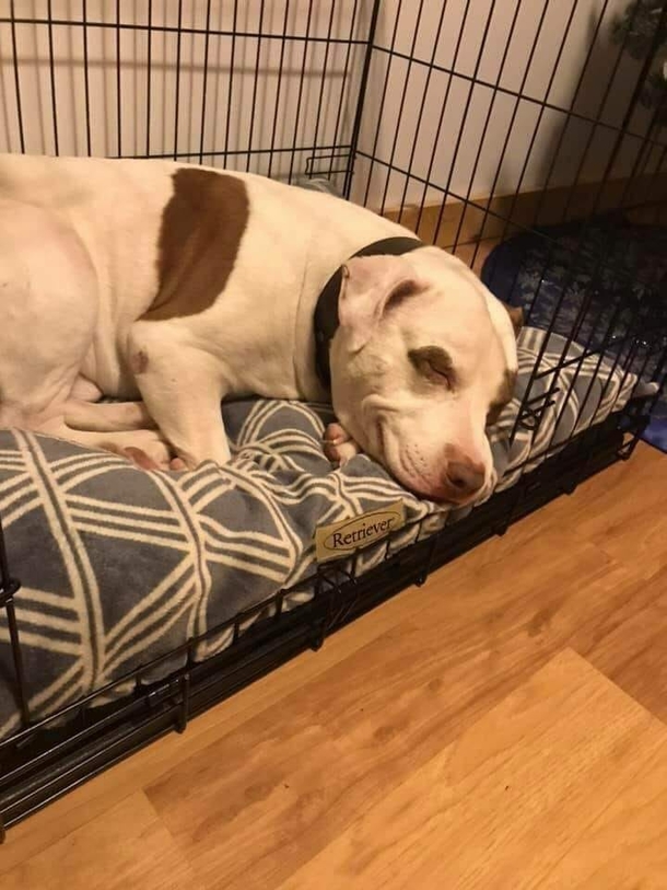 Last Dog inside shelter finally gets adopted, smiles when he realizes he has a home - picture 4