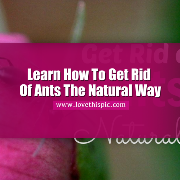 Learn How To Get Rid Of Ants The Natural Way