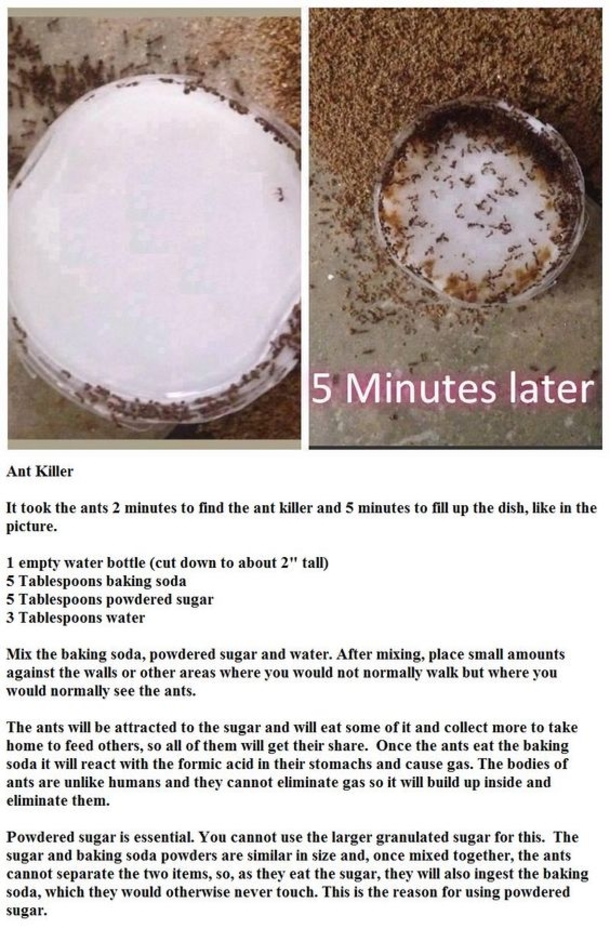Learn How To Get Rid Of Ants The Natural Way - picture 2