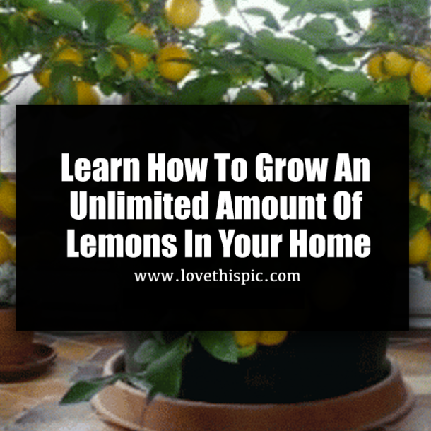 Learn How To Grow An Unlimited Amount Of Lemons In Your Home