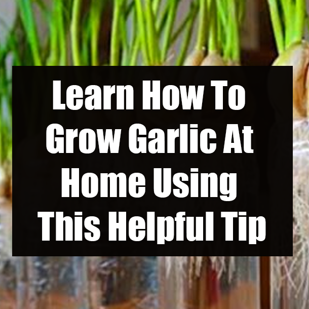 Learn How To Grow Garlic At Home Using This Helpful Tip