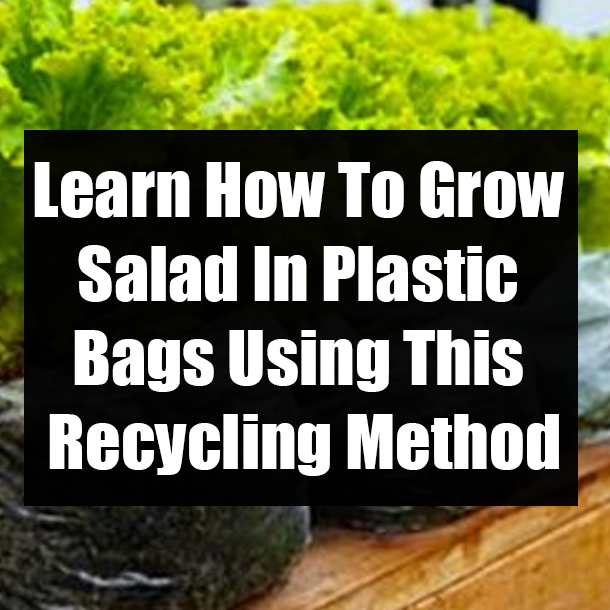 Learn How To Grow Salad In Plastic Bags Using This Recycling Method