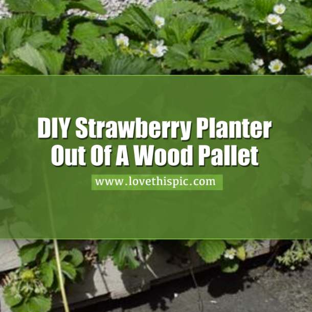 Learn How To Make A Strawberry Planter Out Of A Wood Pallet