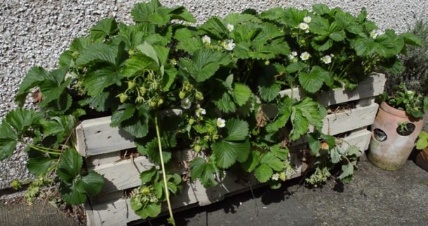 Learn How To Make A Strawberry Planter Out Of A Wood Pallet - picture 6