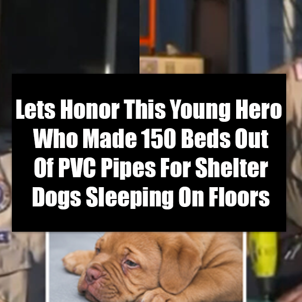 Lets Honor This Young Hero Who Made 150 Beds Out Of PVC Pipes For Shelter Dogs Sleeping On Floors