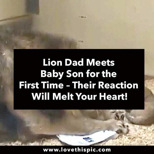 Lion Dad Meets Baby Son for the First Time – Their Reaction Will Melt Your Heart!