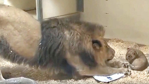 Lion Dad Meets Baby Son for the First Time – Their Reaction Will Melt Your Heart! - picture 2