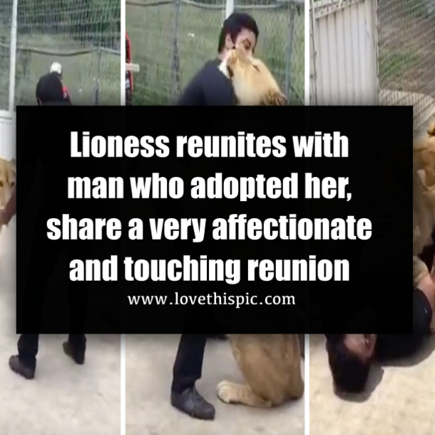 Lioness reunites with man who adopted her, share a very affectionate and touching reunion