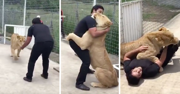 Lioness reunites with man who adopted her, share a very affectionate and touching reunion - picture 2