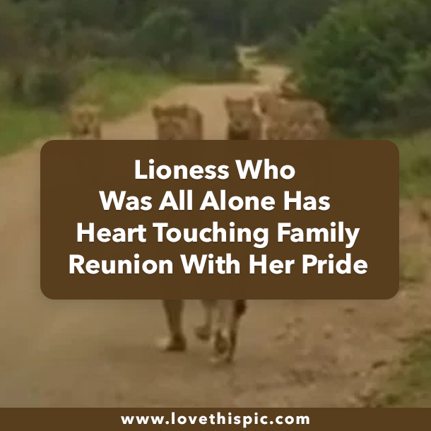 Lioness Who Was All Alone Has Heart Touching Family Reunion With Her Pride
