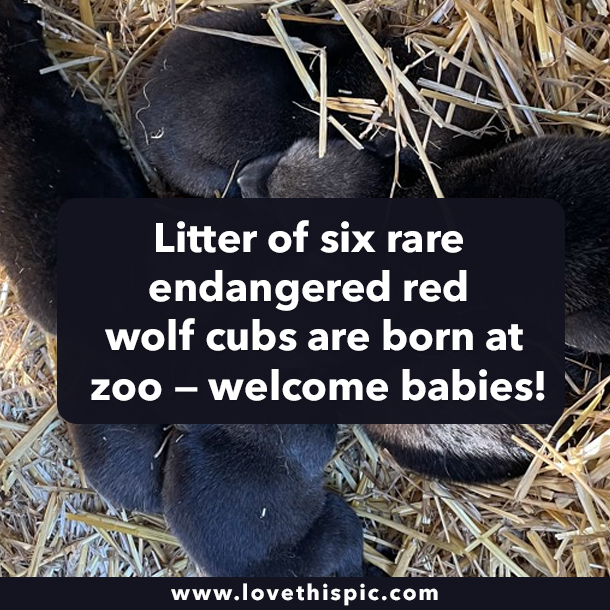 Litter of six rare endangered red wolf cubs are born at zoo — welcome babies!