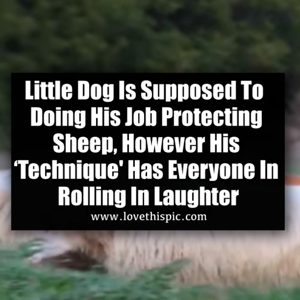 Little Dog Is Supposed To Doing His Job Protecting Sheep, However His ‘Technique' Has Everyone In Rolling In Laughter
