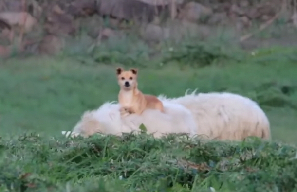 Little Dog Is Supposed To Doing His Job Protecting Sheep, However His ‘Technique' Has Everyone In Rolling In Laughter - picture 2