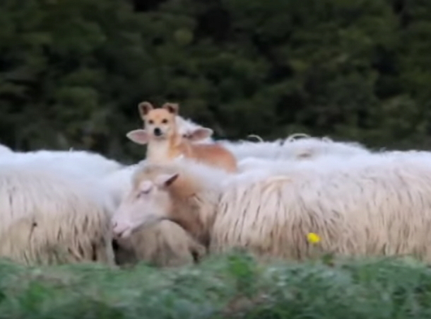 Little Dog Is Supposed To Doing His Job Protecting Sheep, However His ‘Technique' Has Everyone In Rolling In Laughter - picture 3