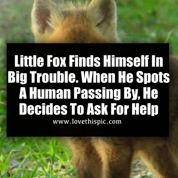 Little Fox Finds Himself In Big Trouble. When He Spots A Human Passing By, He Decides To Ask For Help