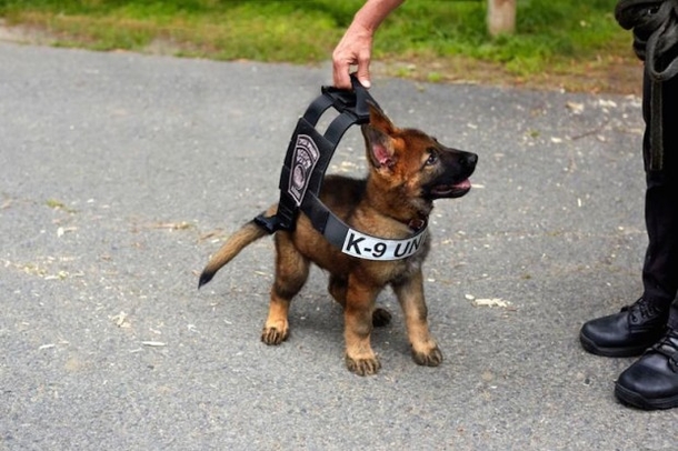 Little Girl Donates Allowance To Help Buy K9s Bulletproof Vests - picture 2